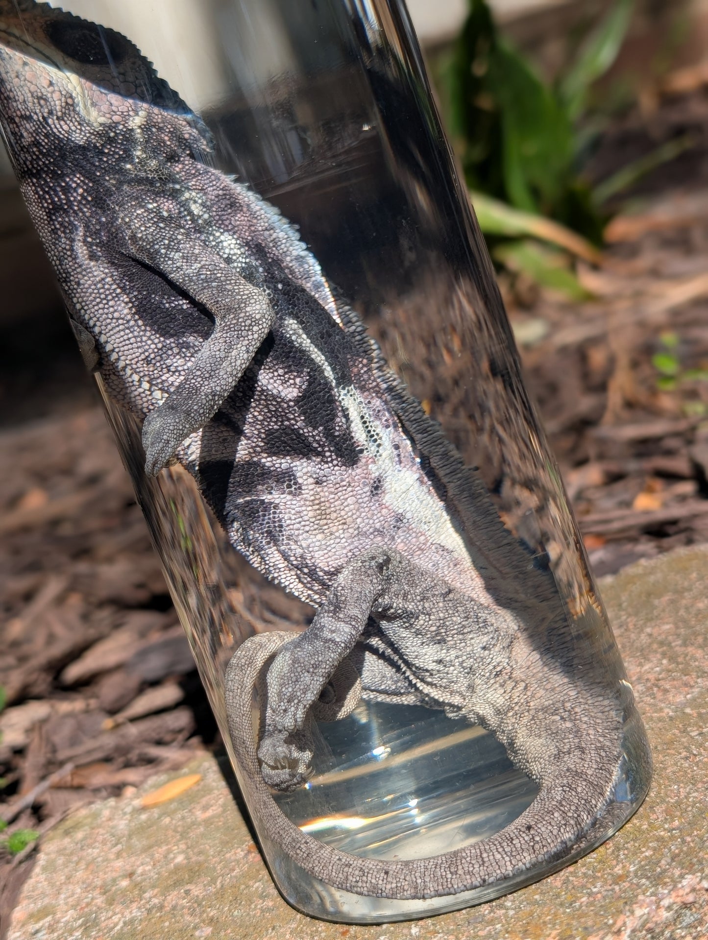 VEILED CHAMELEON- WET SPECIMEN