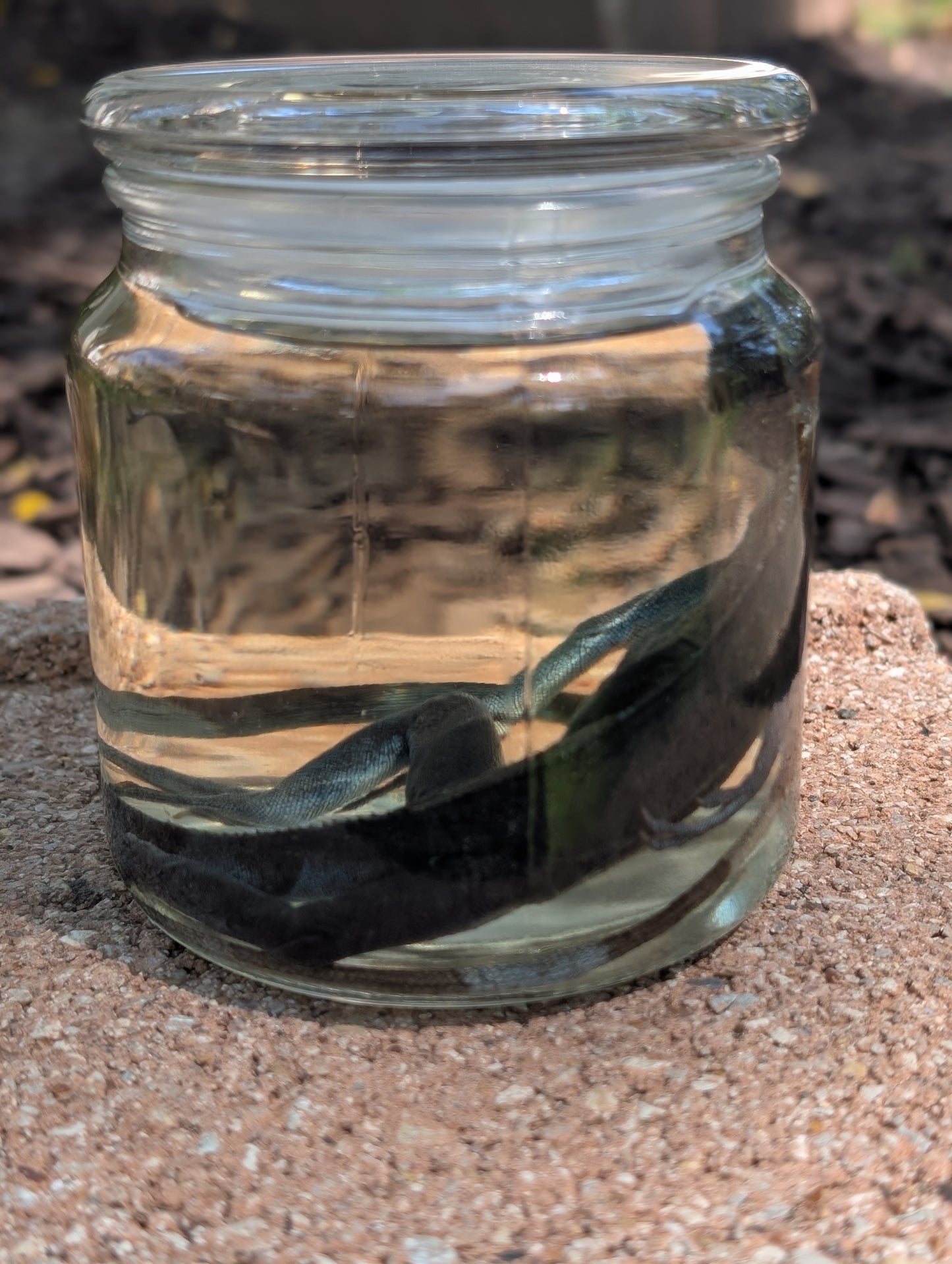 JUVENILE IGUANA - WET SPECIMEN