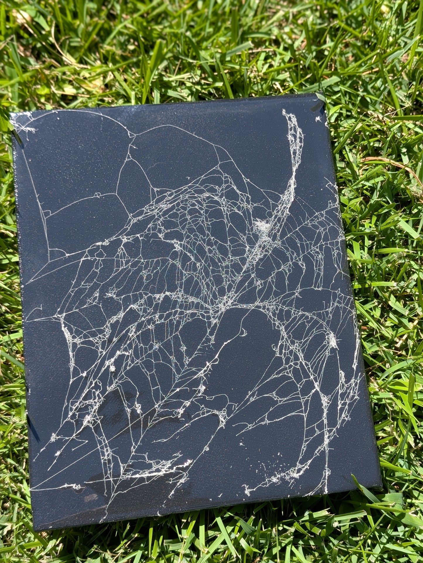 Real spider web canvas