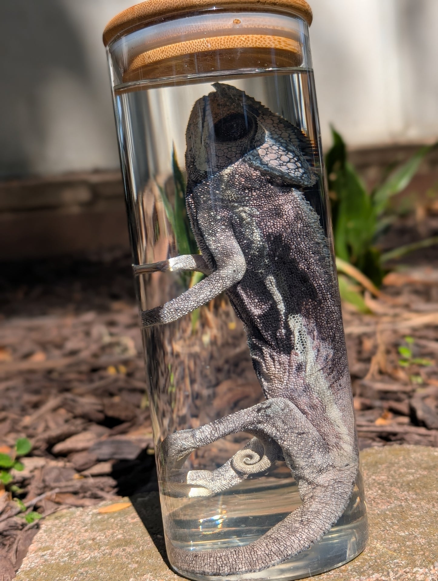 VEILED CHAMELEON- WET SPECIMEN