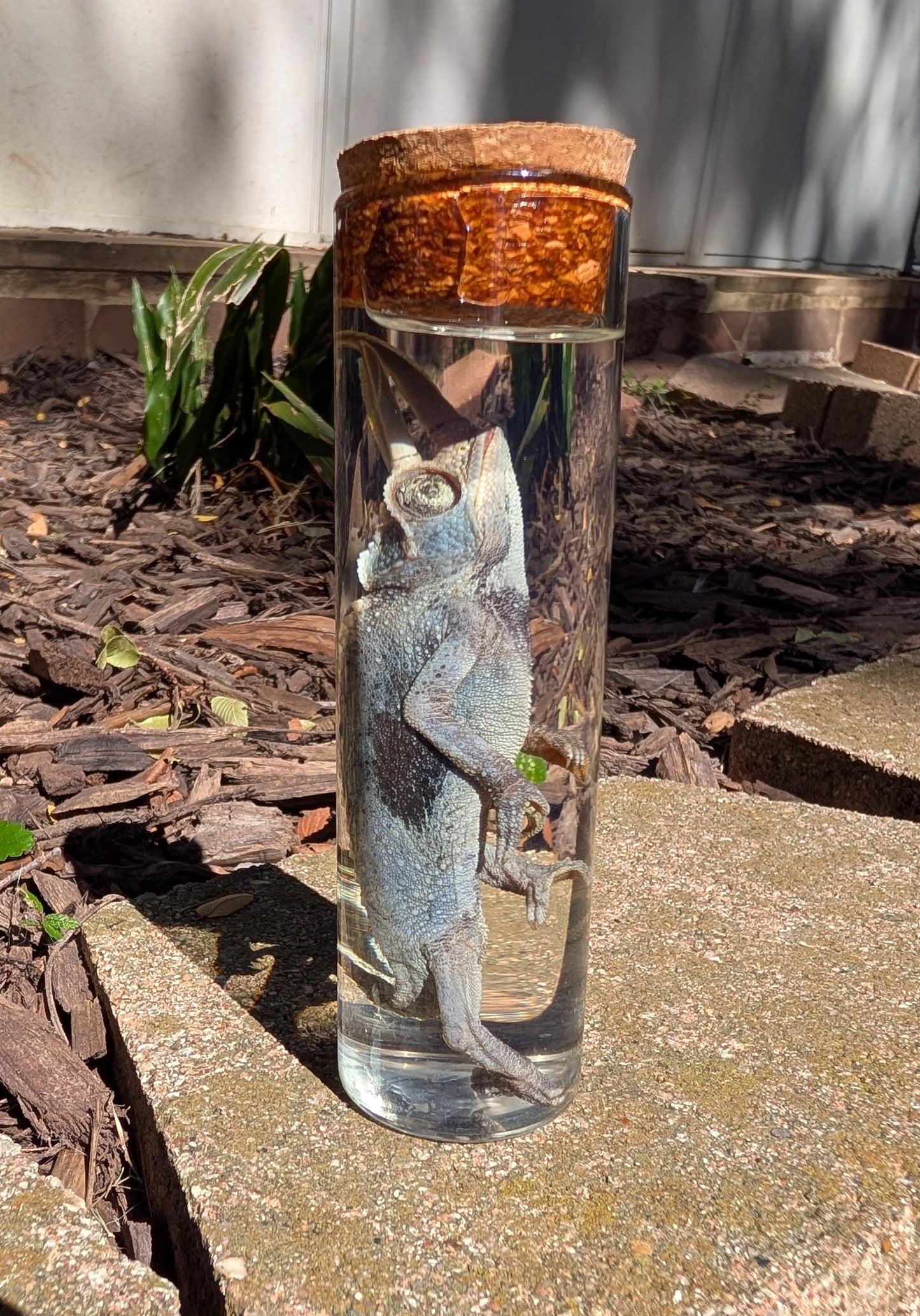 JACKSON'S CHAMELEON - WET SPECIMEN