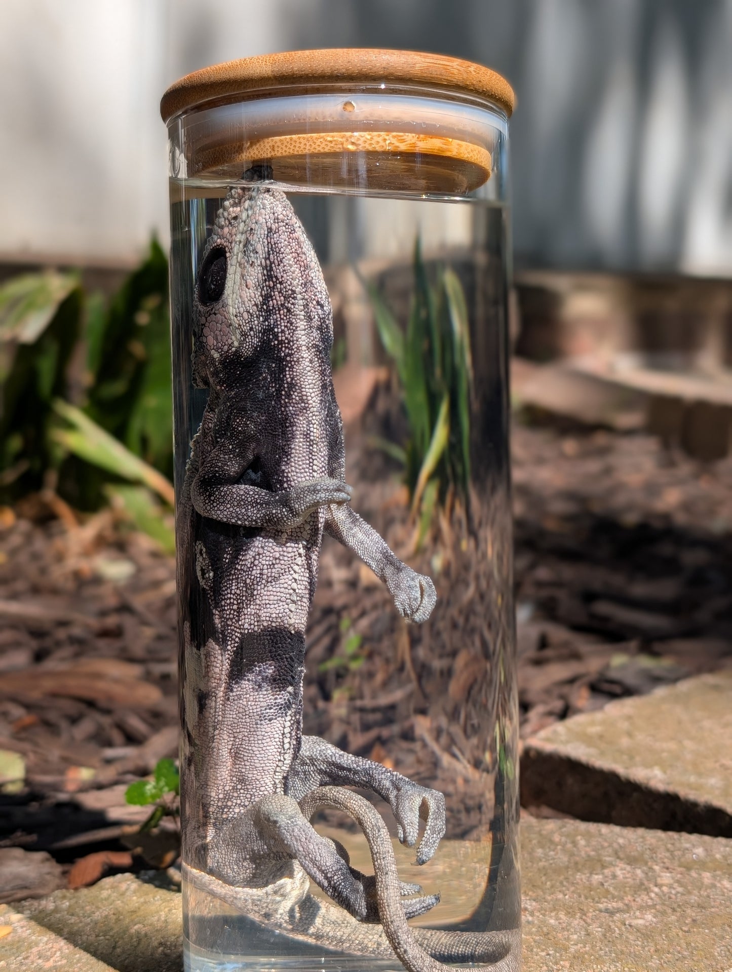 VEILED CHAMELEON- WET SPECIMEN