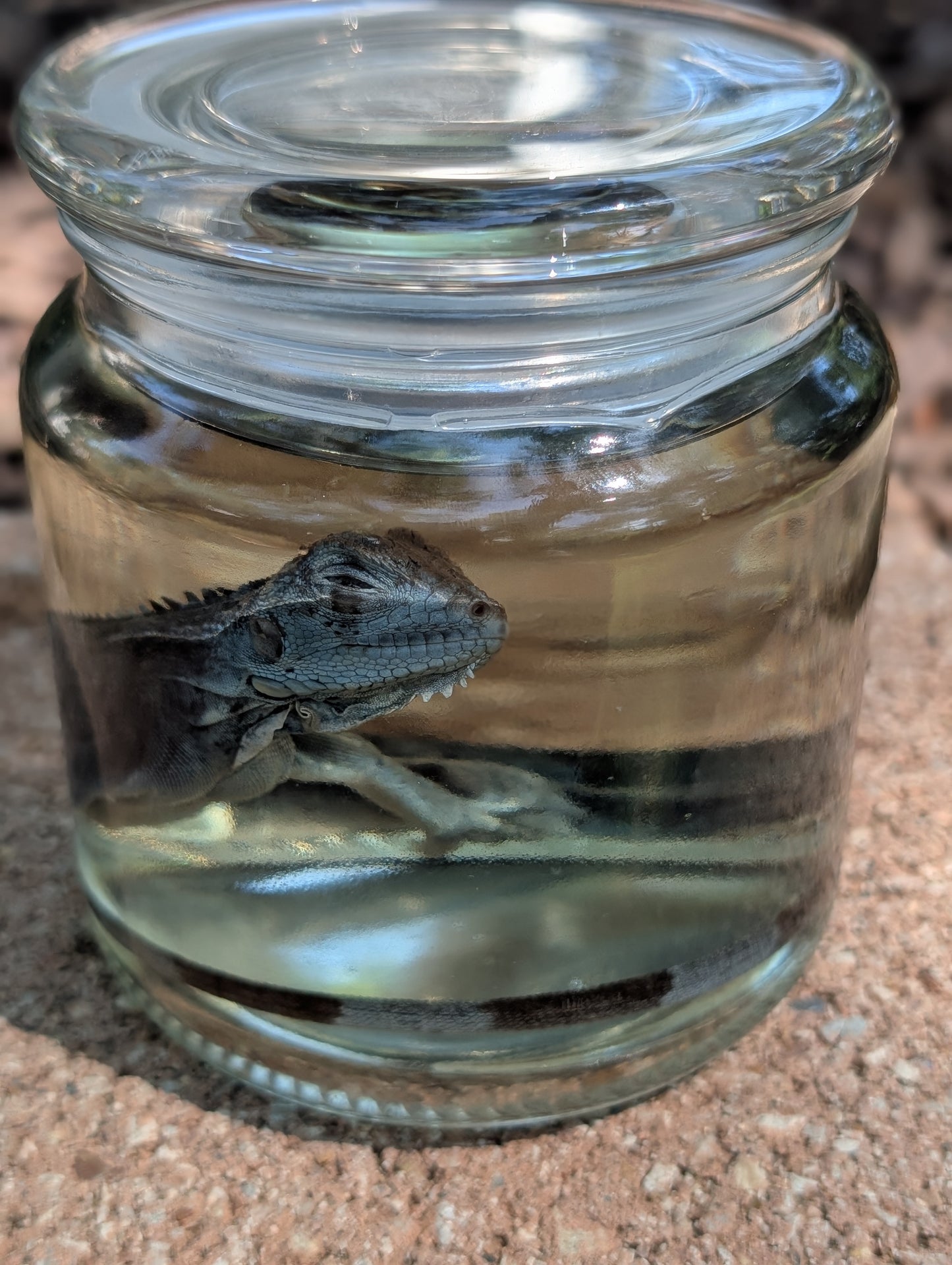 JUVENILE IGUANA - WET SPECIMEN