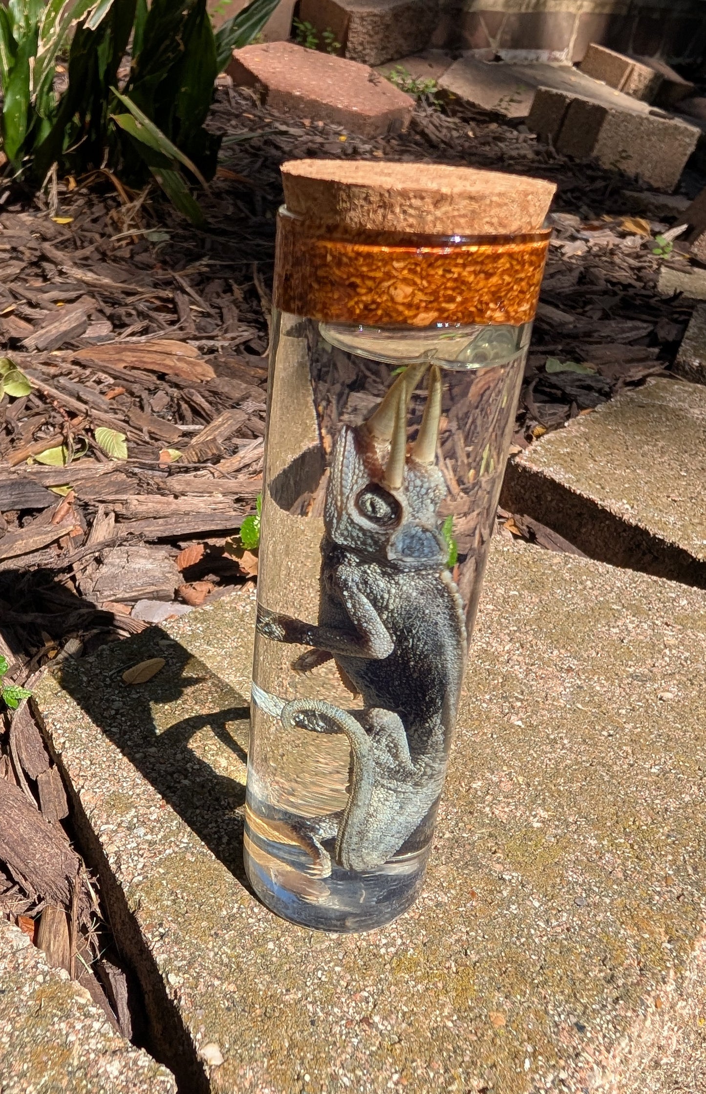 JACKSON'S CHAMELEON - WET SPECIMEN