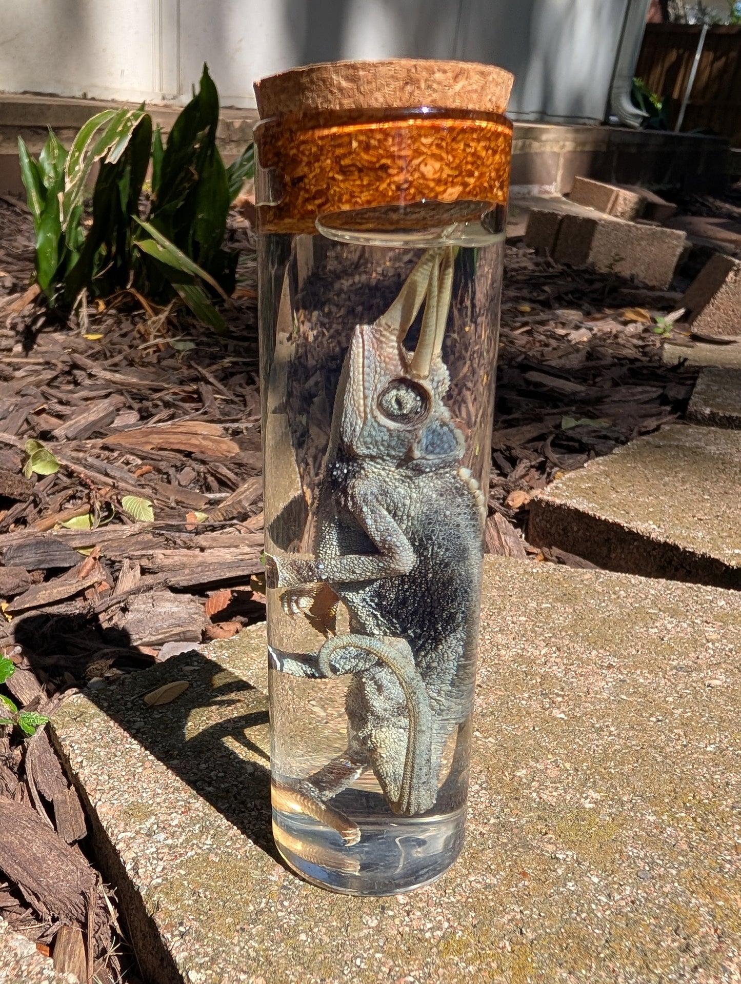 JACKSON'S CHAMELEON - WET SPECIMEN