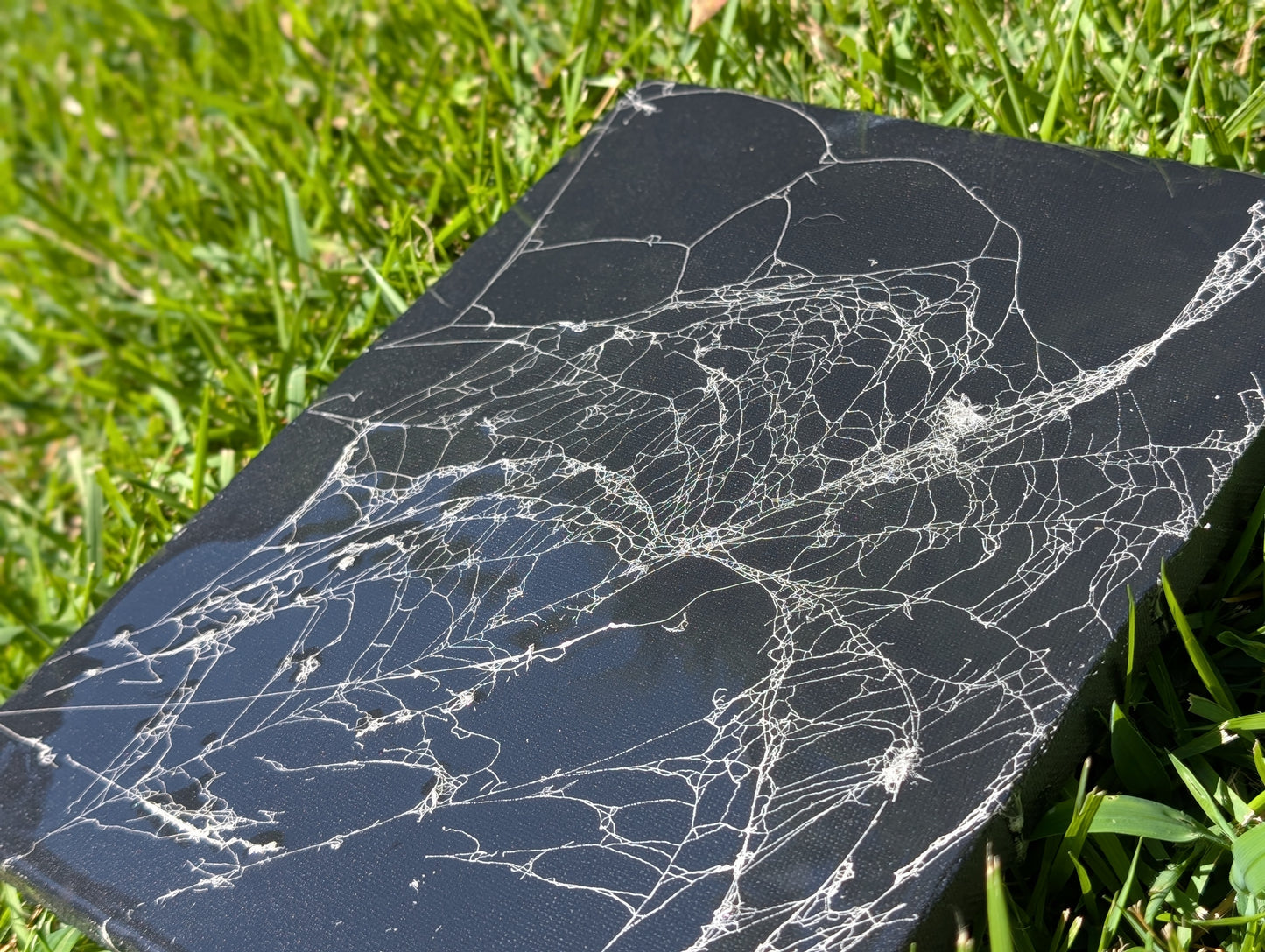 Real spider web canvas