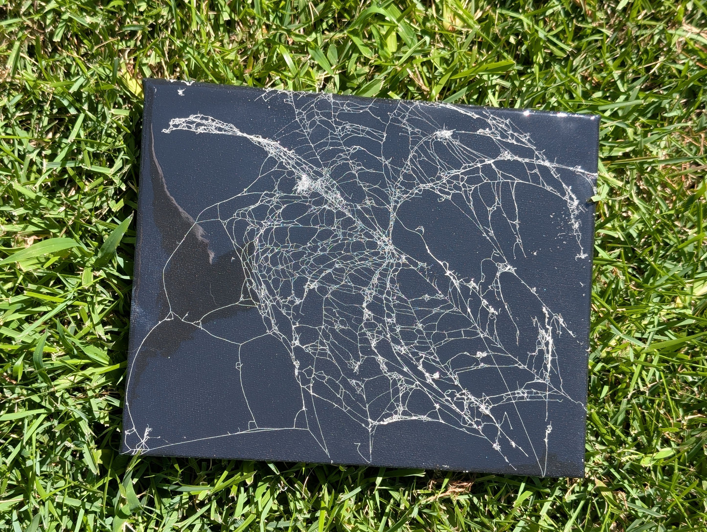 Real spider web canvas