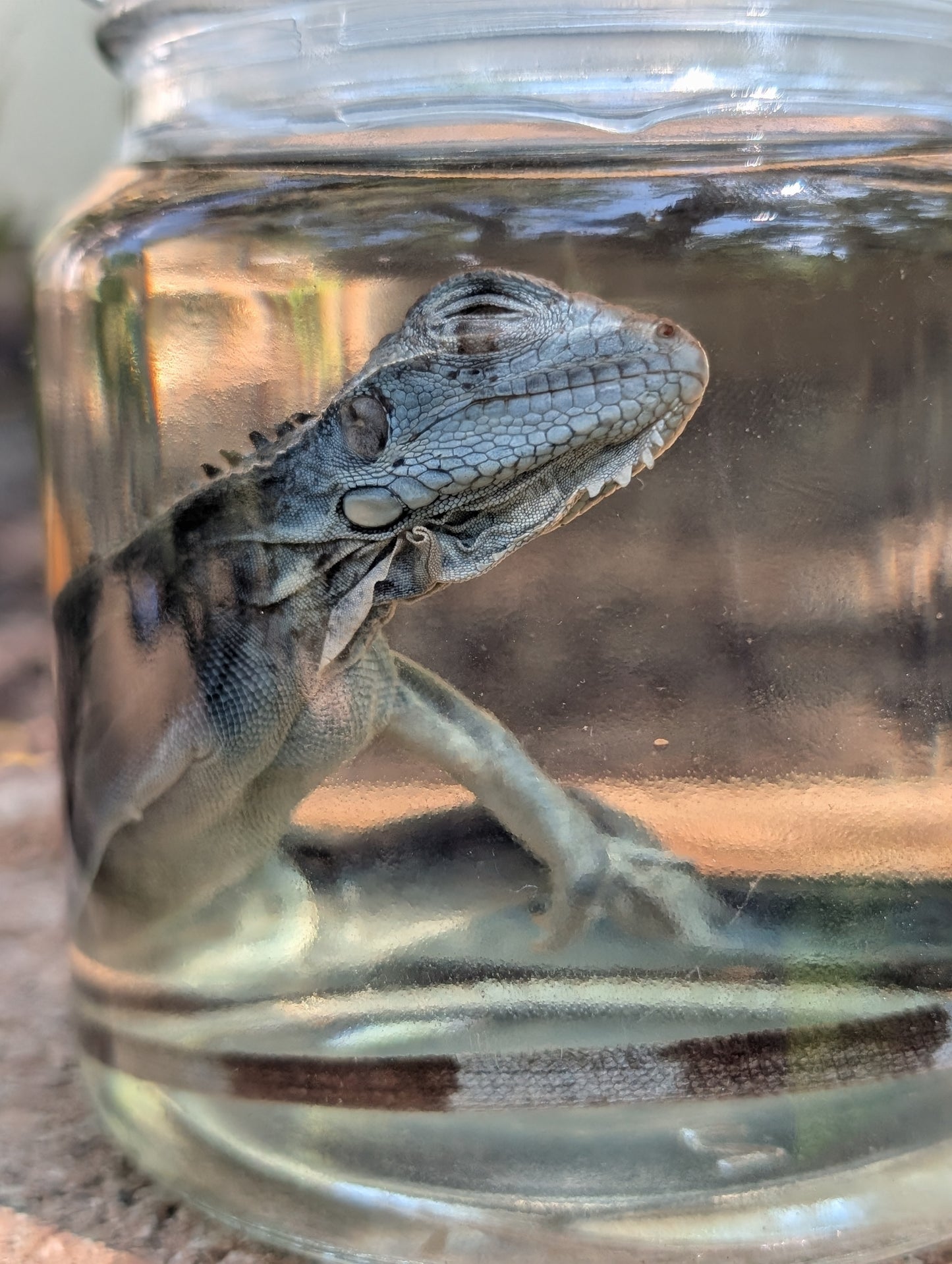 JUVENILE IGUANA - WET SPECIMEN