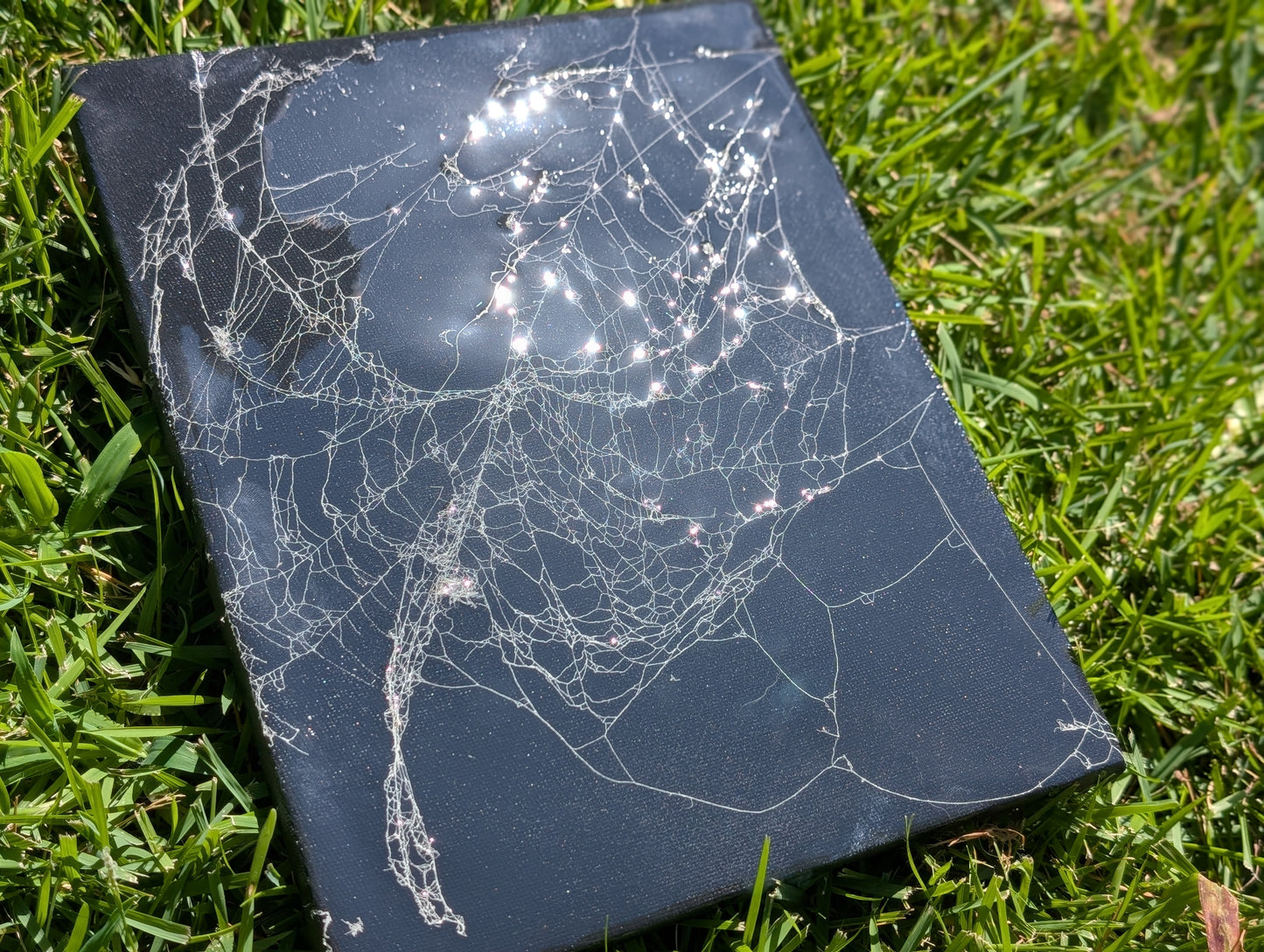 Real spider web canvas
