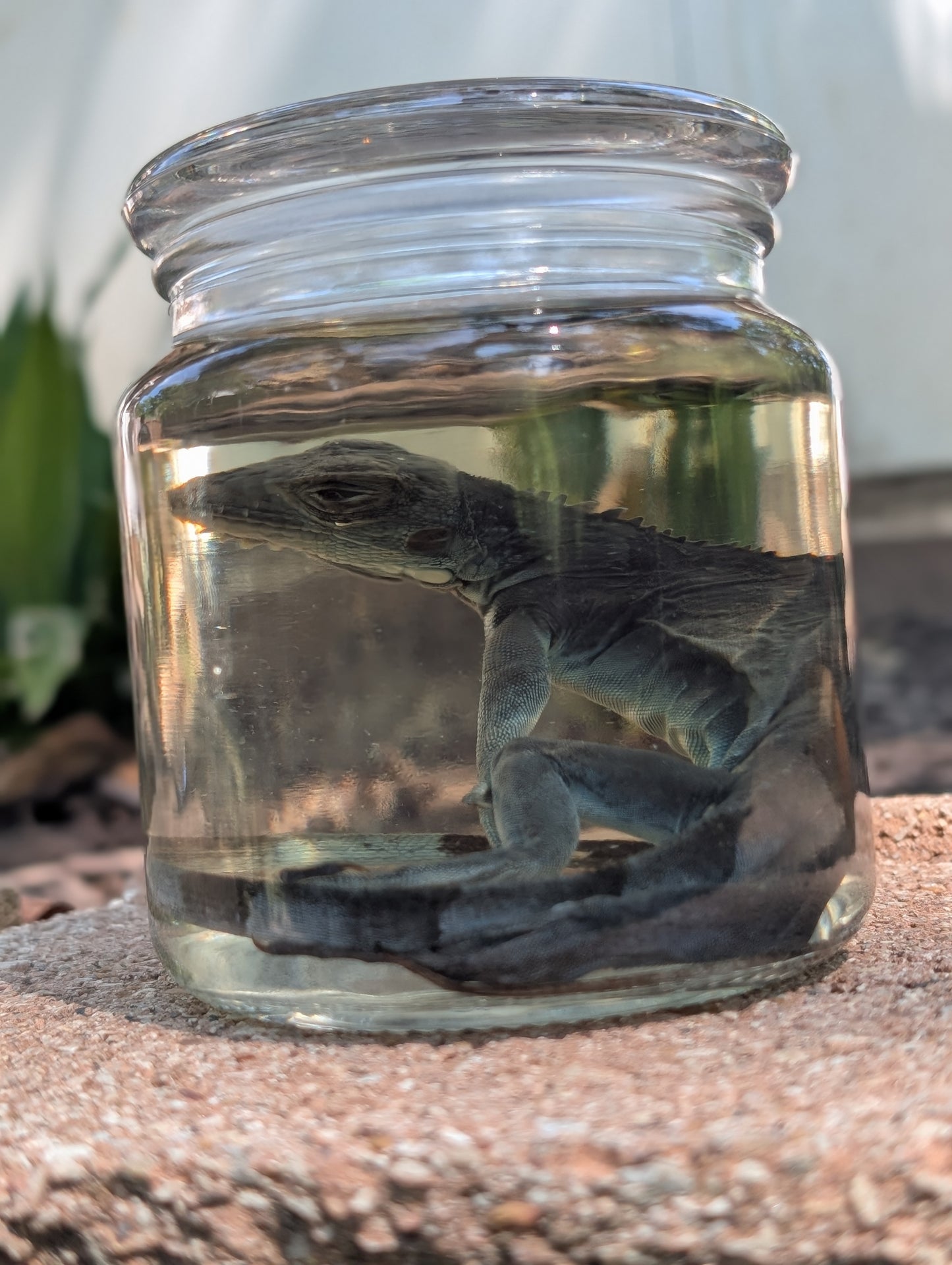 JUVENILE IGUANA - WET SPECIMEN