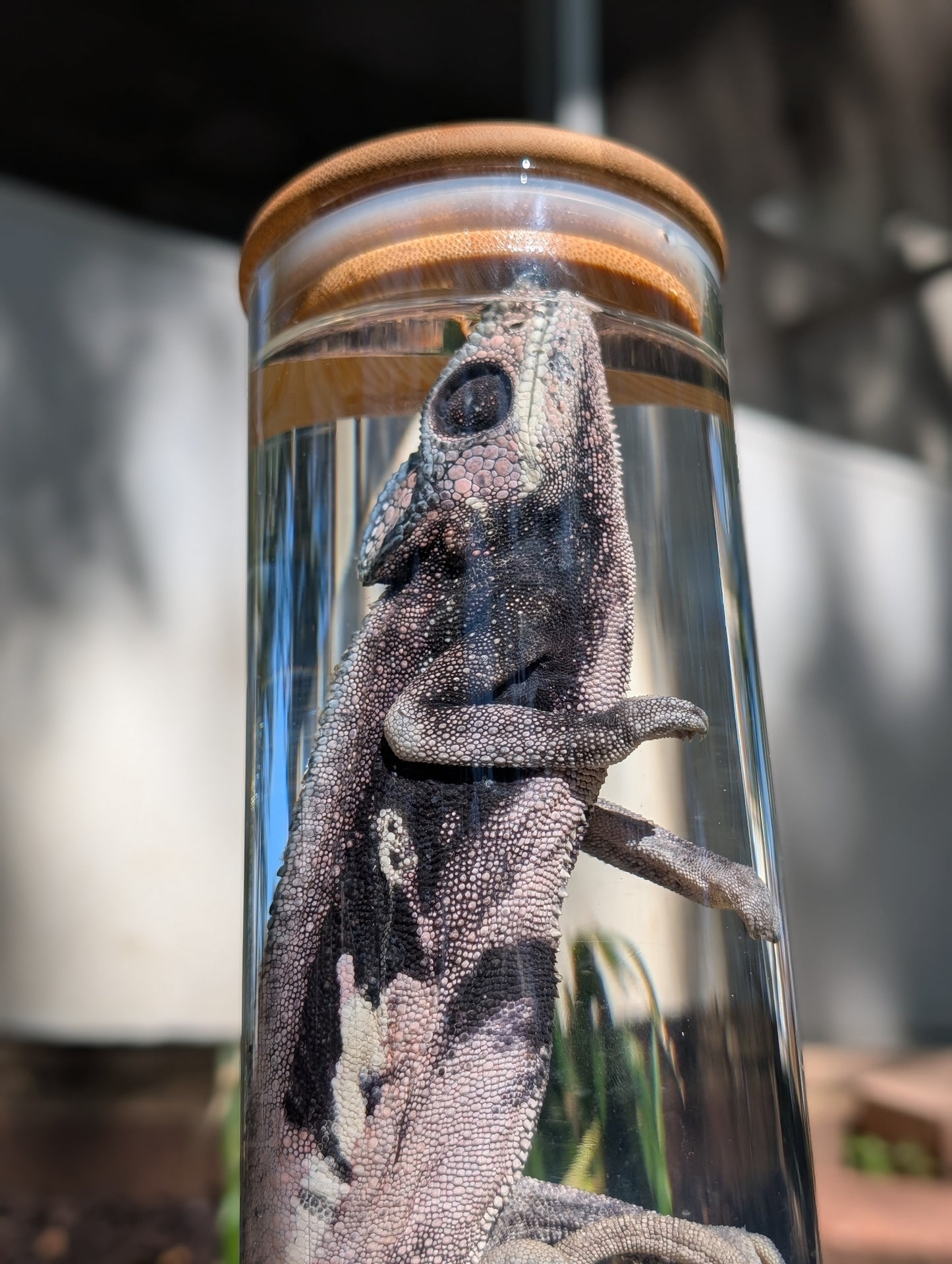 VEILED CHAMELEON- WET SPECIMEN
