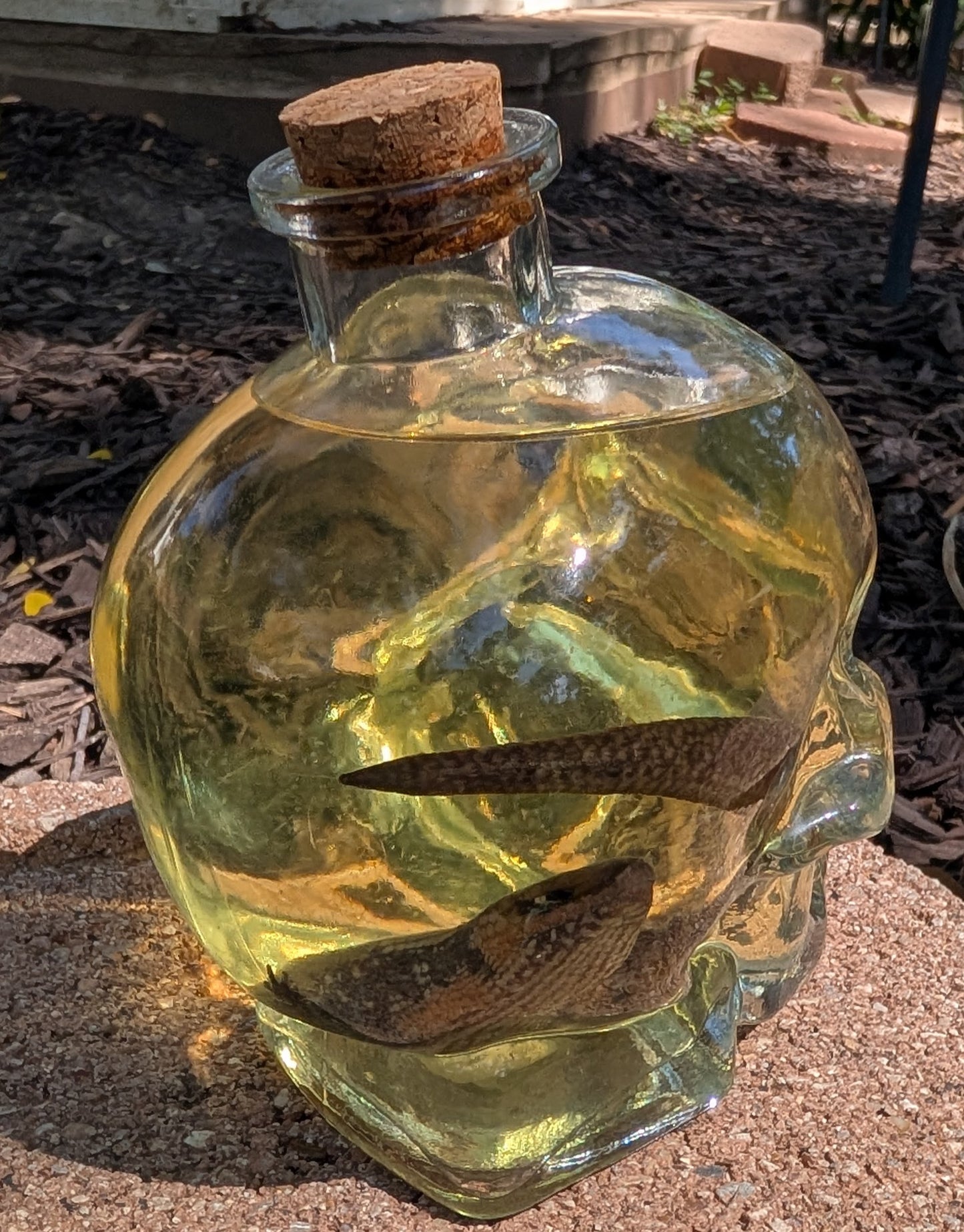 Skull Skink - wet specimen
