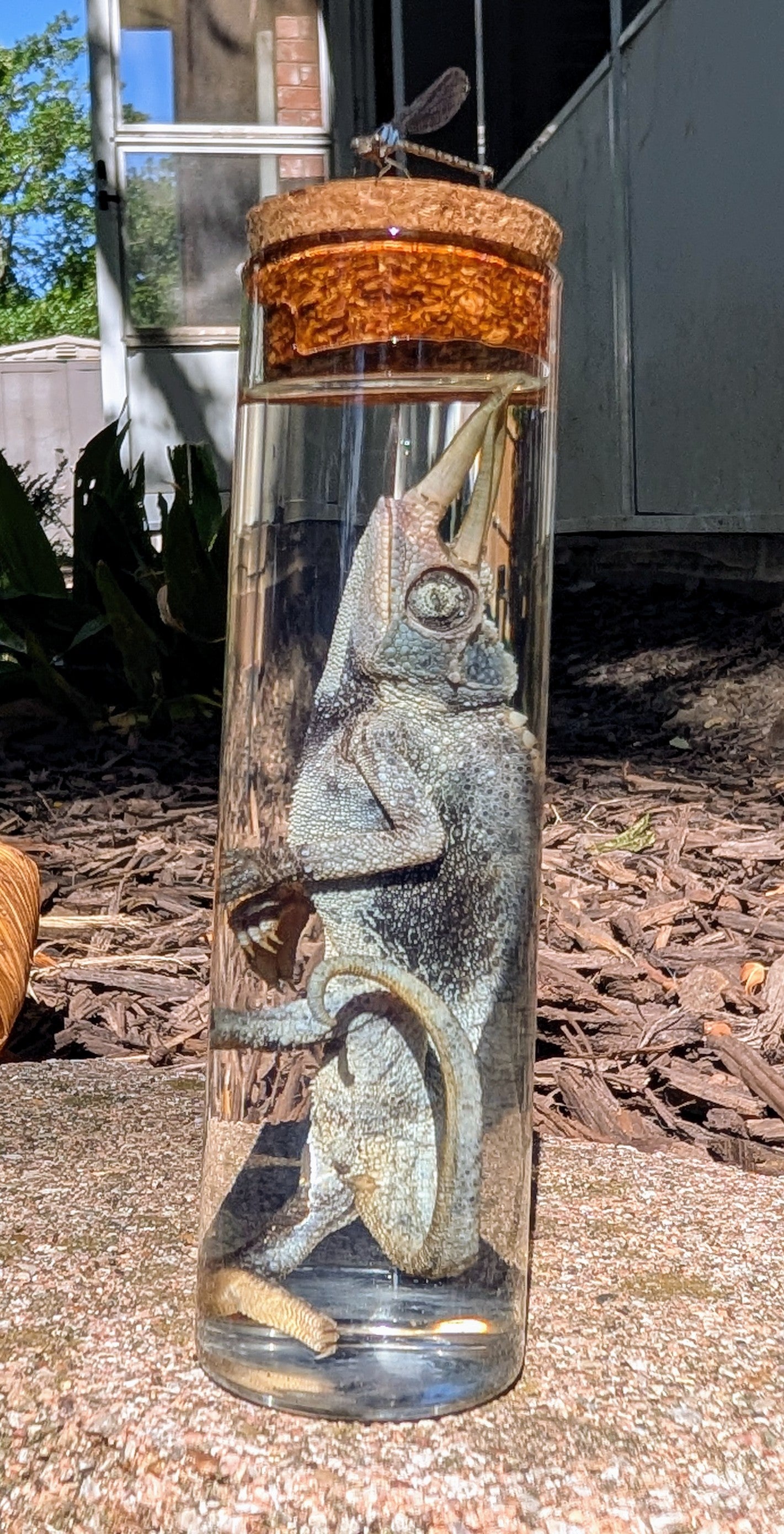 JACKSON'S CHAMELEON - WET SPECIMEN