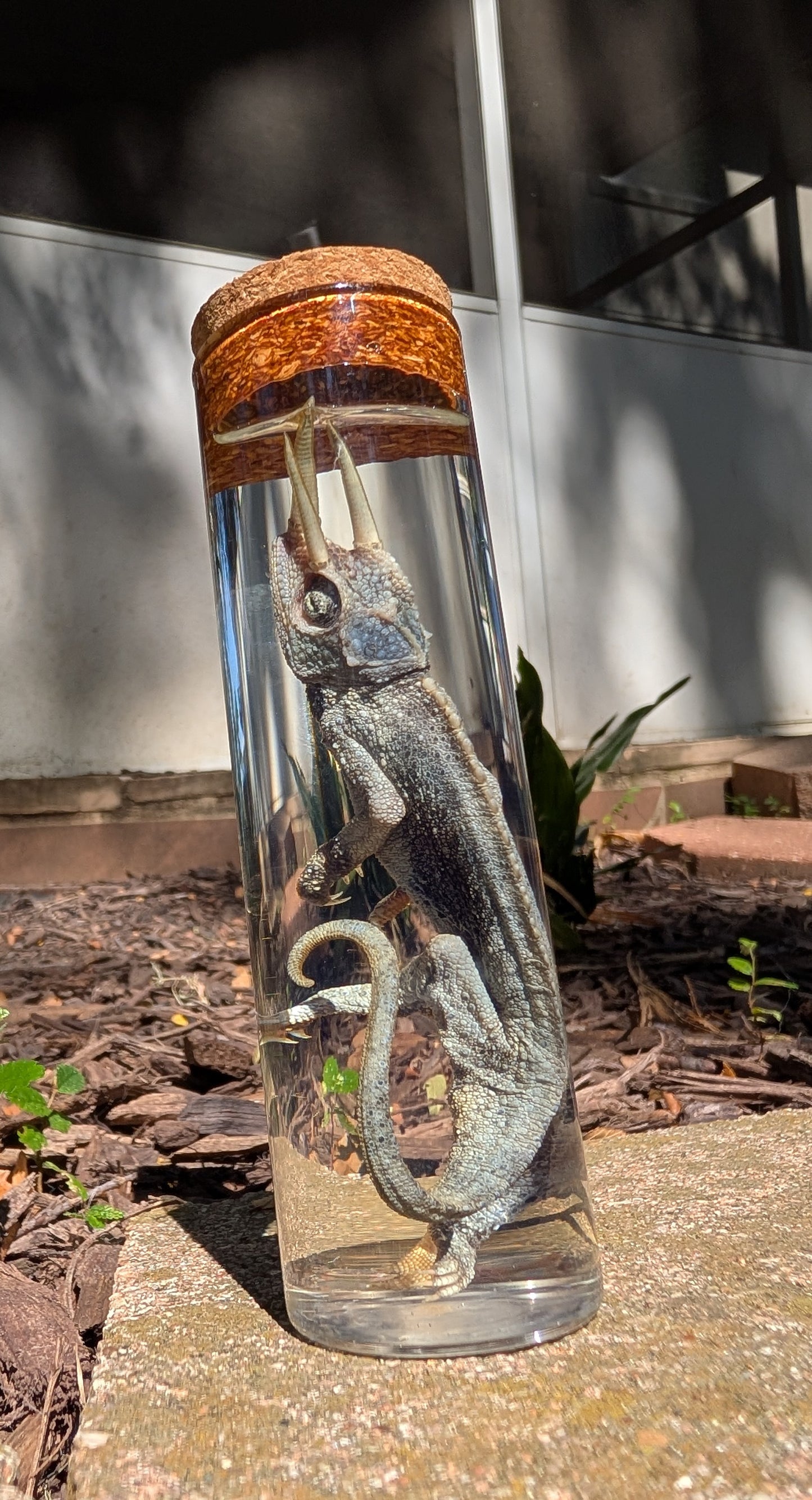 JACKSON'S CHAMELEON - WET SPECIMEN
