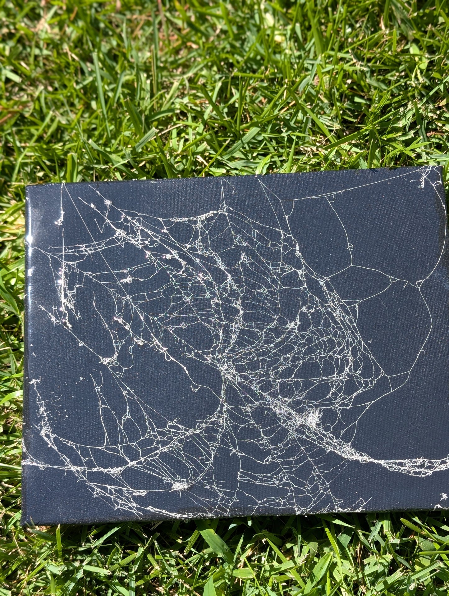 Real spider web canvas