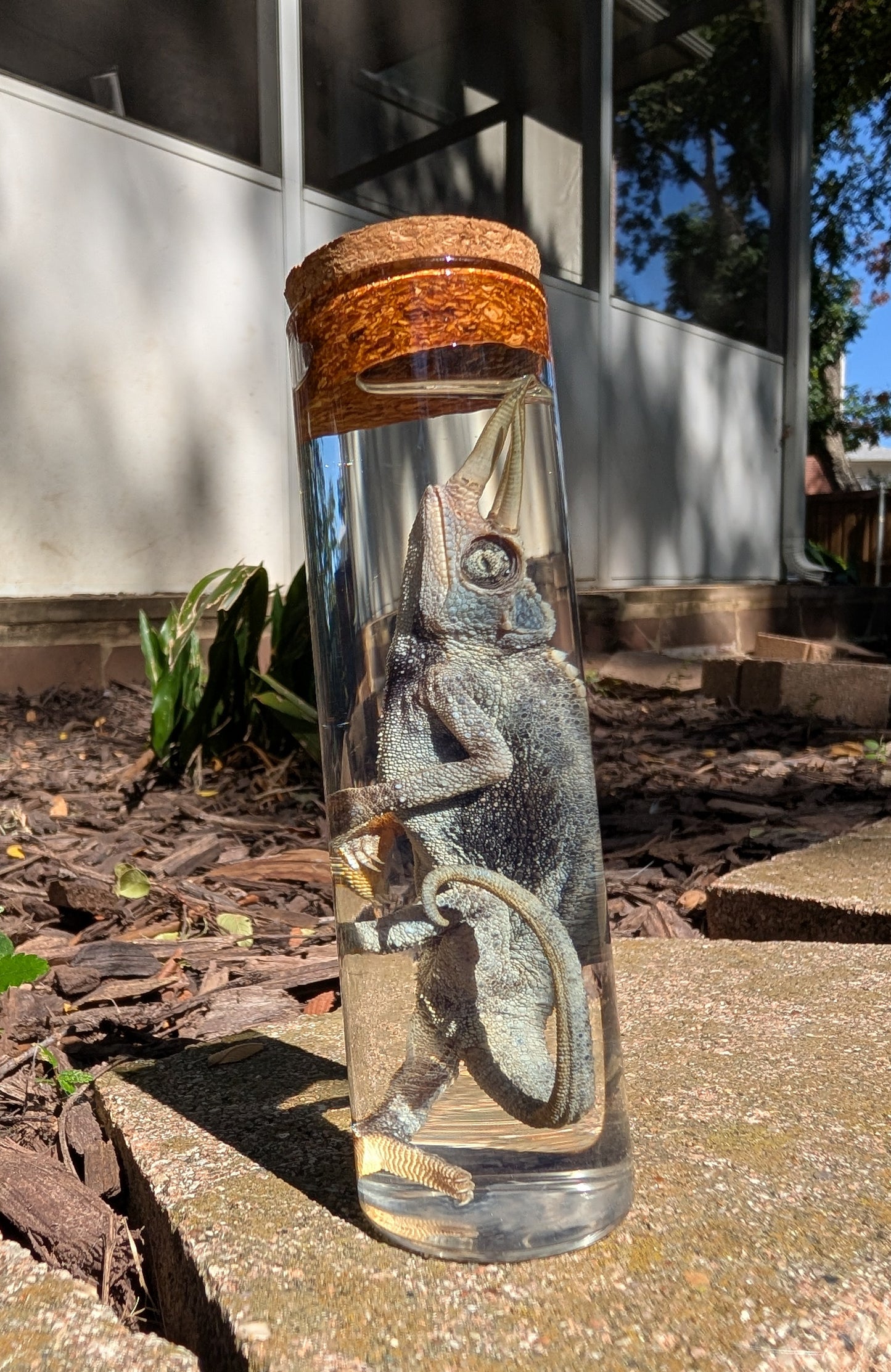 JACKSON'S CHAMELEON - WET SPECIMEN