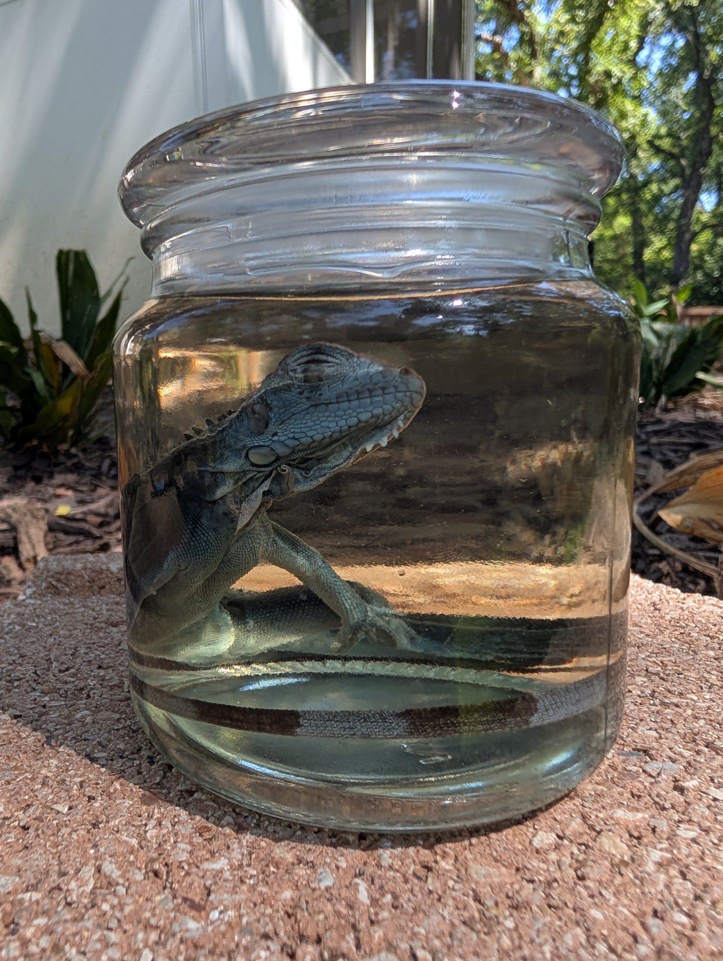 JUVENILE IGUANA - WET SPECIMEN