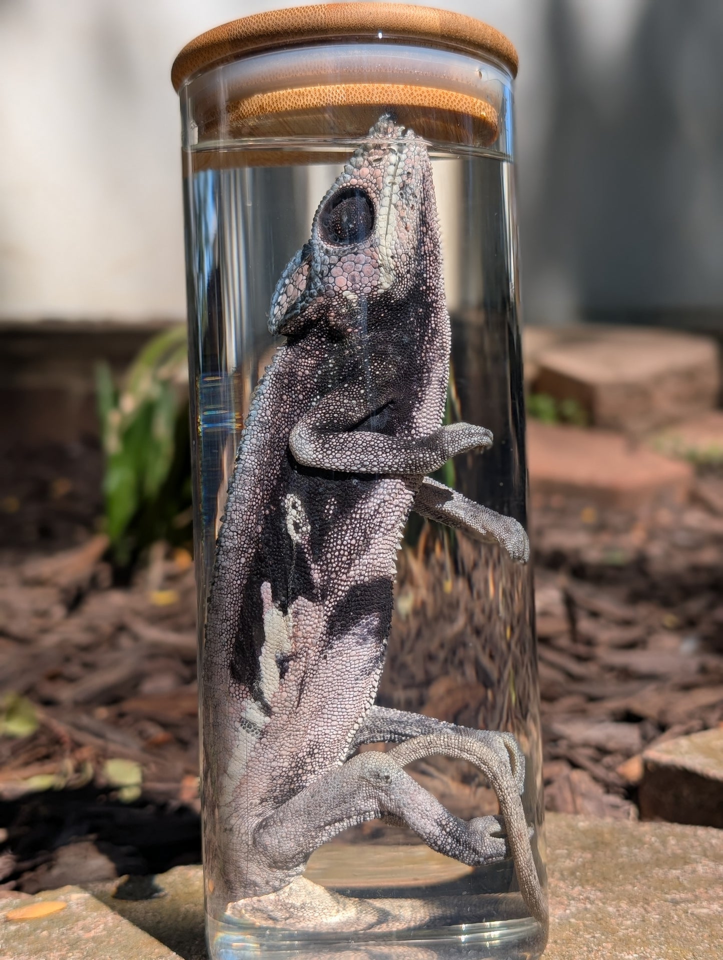 VEILED CHAMELEON- WET SPECIMEN