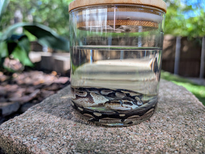 BABY BALL PYTHON - WET SPECIMEN