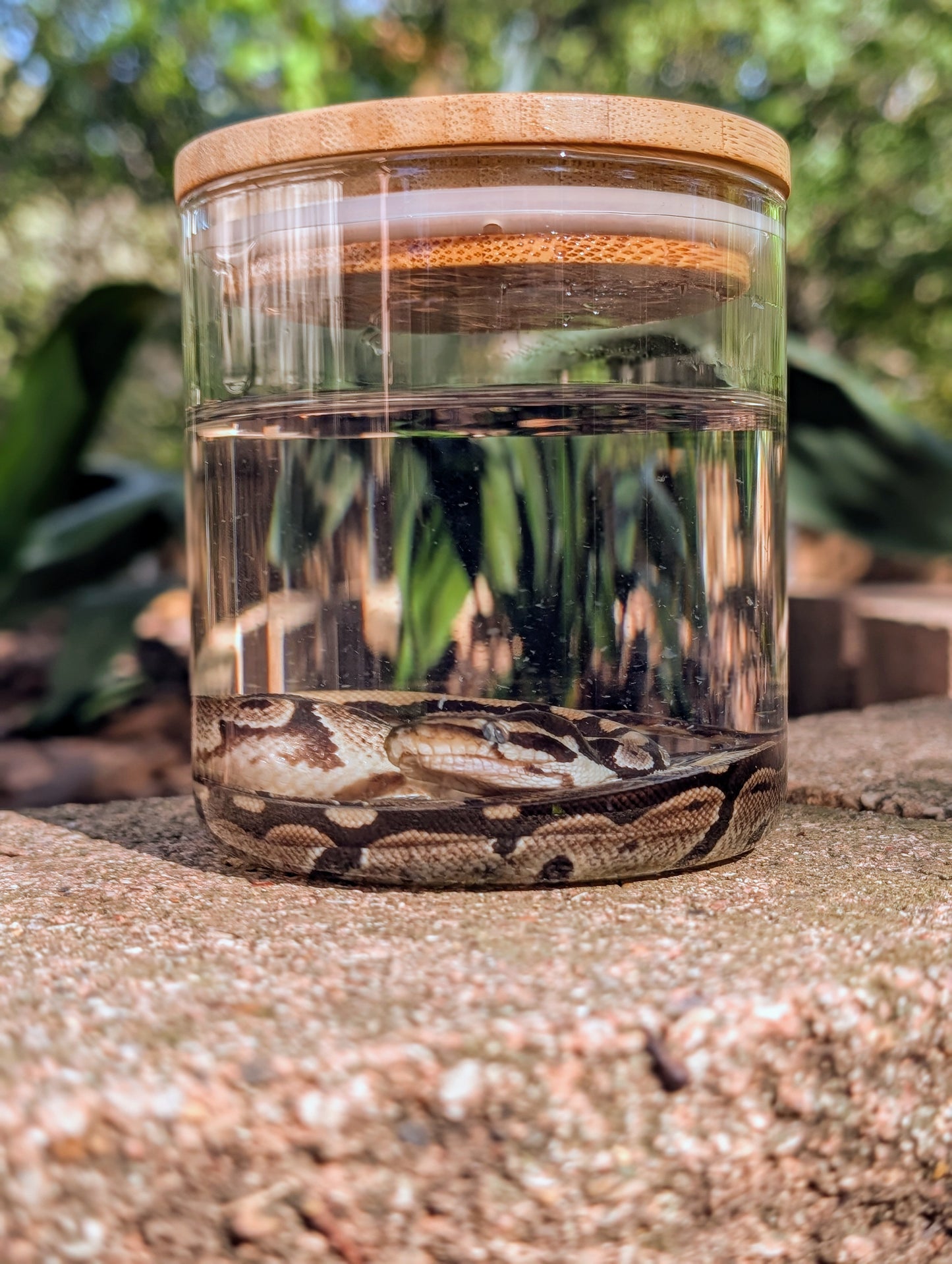 BABY BALL PYTHON - WET SPECIMEN