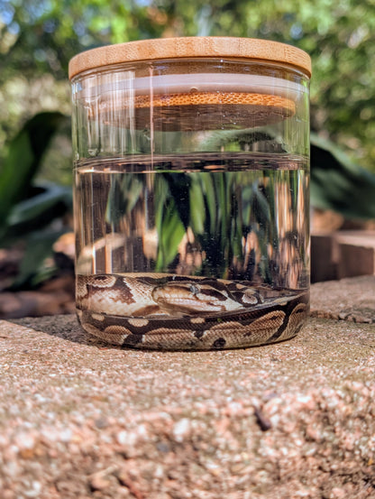 BABY BALL PYTHON - WET SPECIMEN