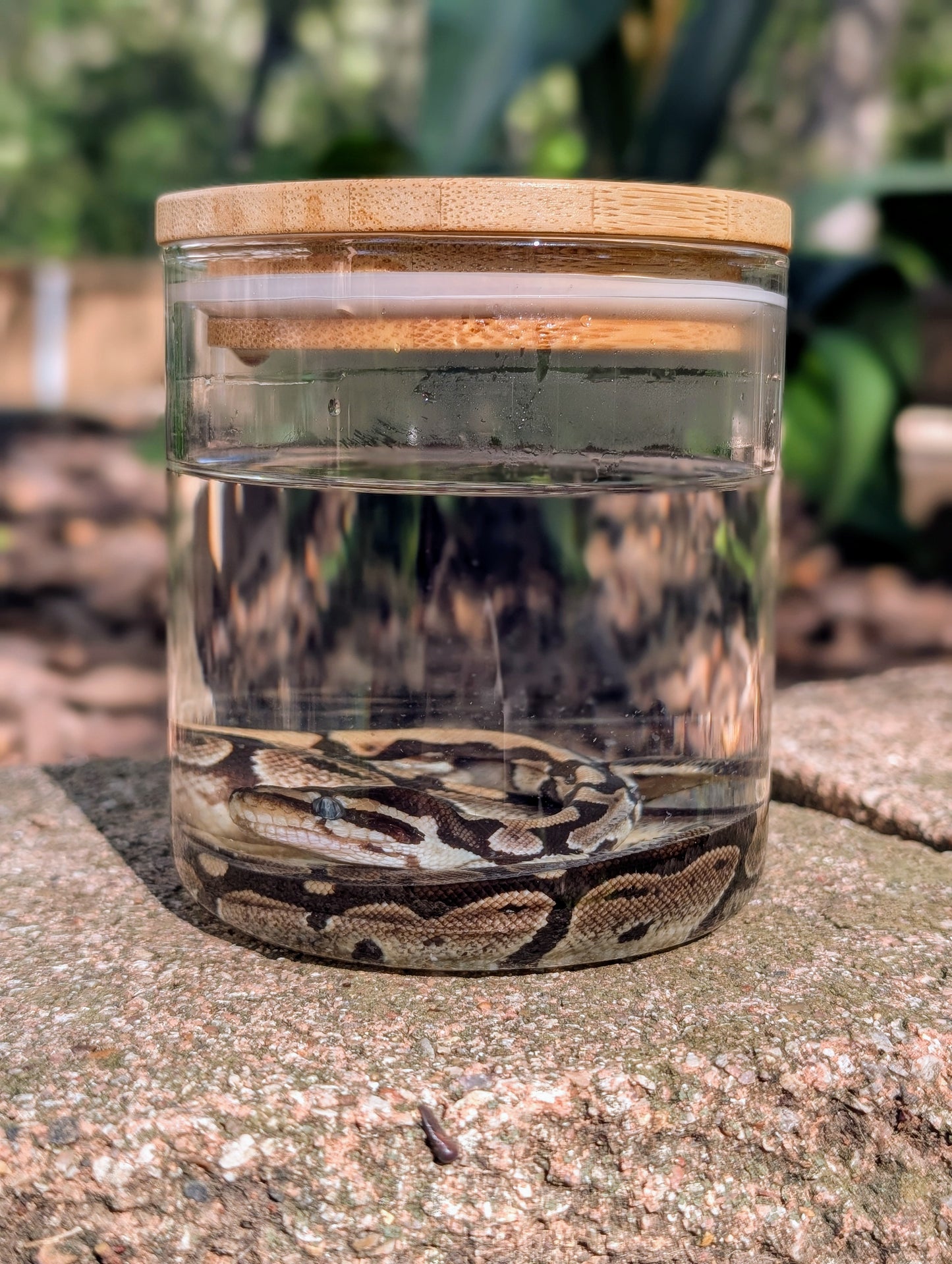 BABY BALL PYTHON - WET SPECIMEN