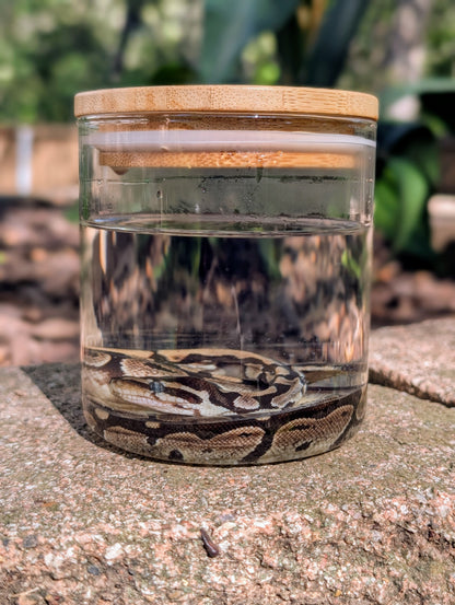 BABY BALL PYTHON - WET SPECIMEN