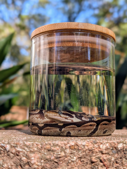 BABY BALL PYTHON - WET SPECIMEN