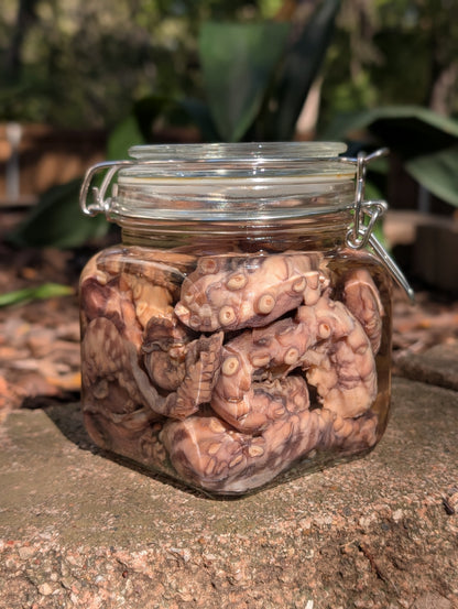 TENTACLES - WET SPECIMEN