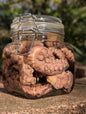 TENTACLES - WET SPECIMEN