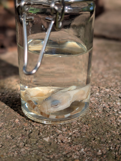 BABY LEOPARD GECKO - WET SPECIMEN