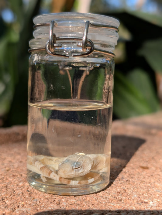 BABY LEOPARD GECKO - WET SPECIMEN