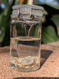 BABY LEOPARD GECKO - WET SPECIMEN