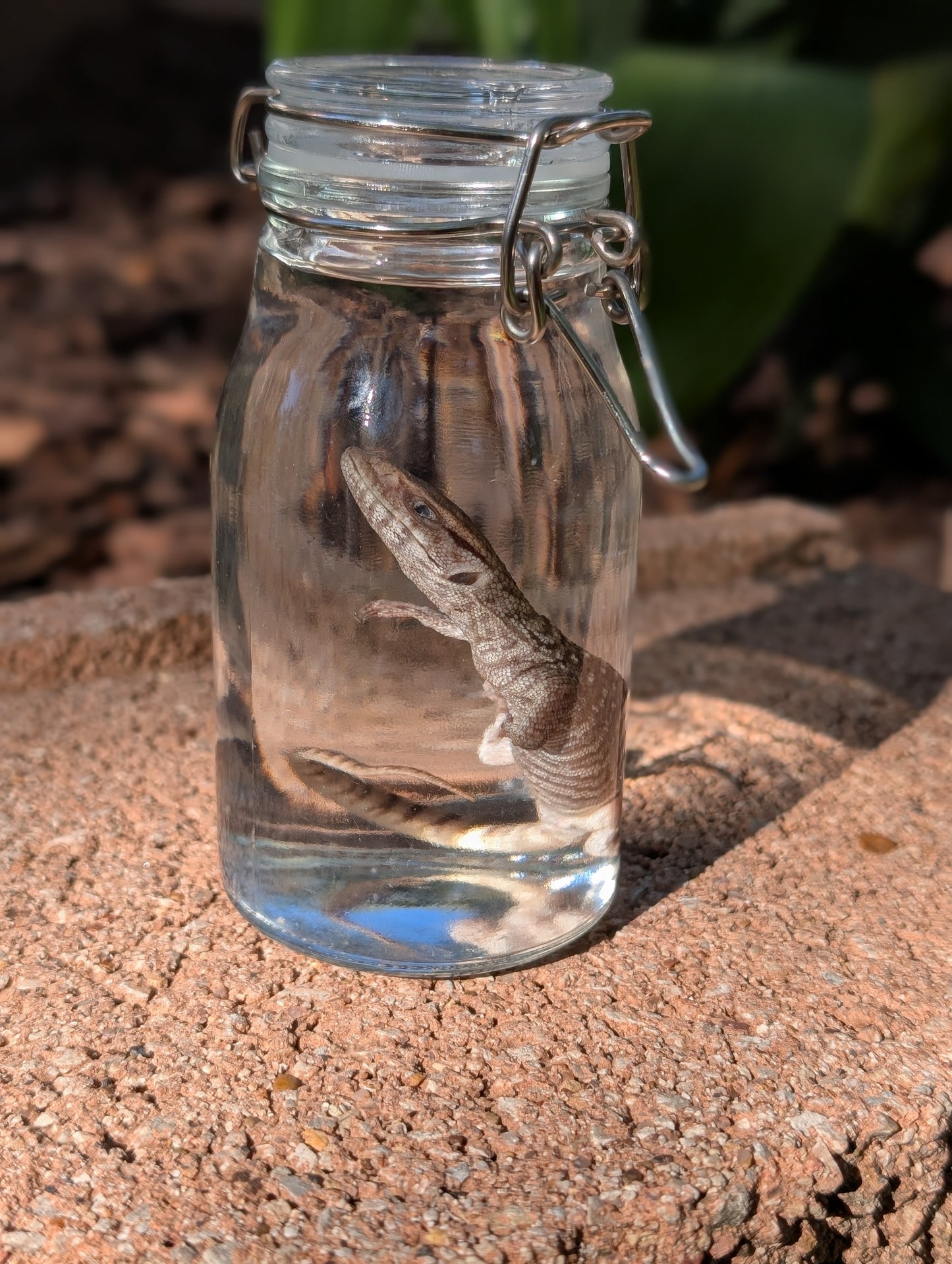BABY MONITOR LIZARD #1 - WET SPECIMEN