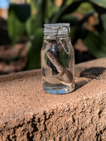 BABY MONITOR LIZARD #1 - WET SPECIMEN