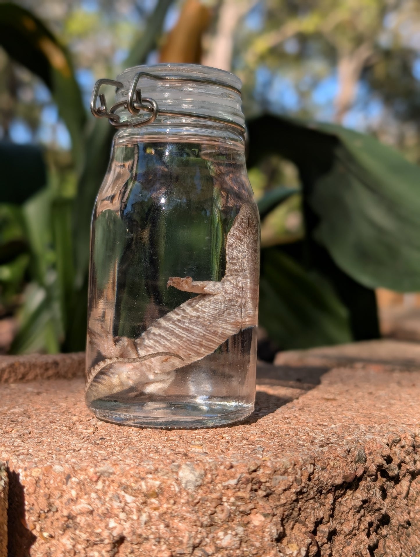 BABY MONITOR LIZARD #1 - WET SPECIMEN