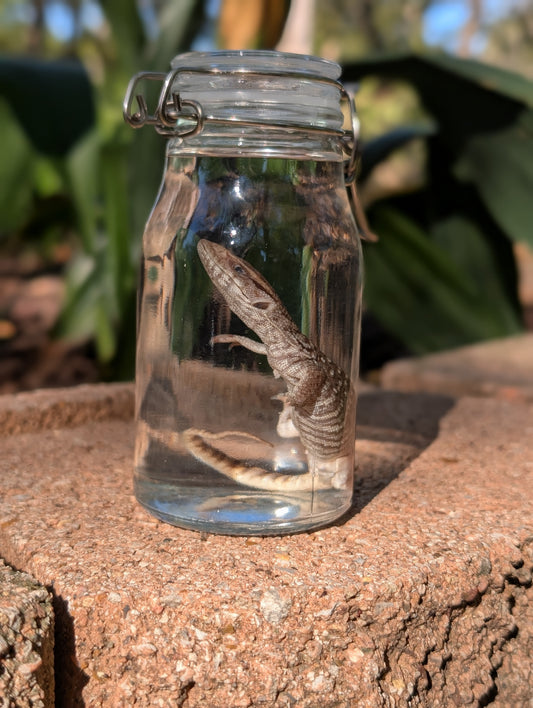 BABY MONITOR LIZARD #1 - WET SPECIMEN