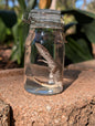 BABY MONITOR LIZARD #1 - WET SPECIMEN