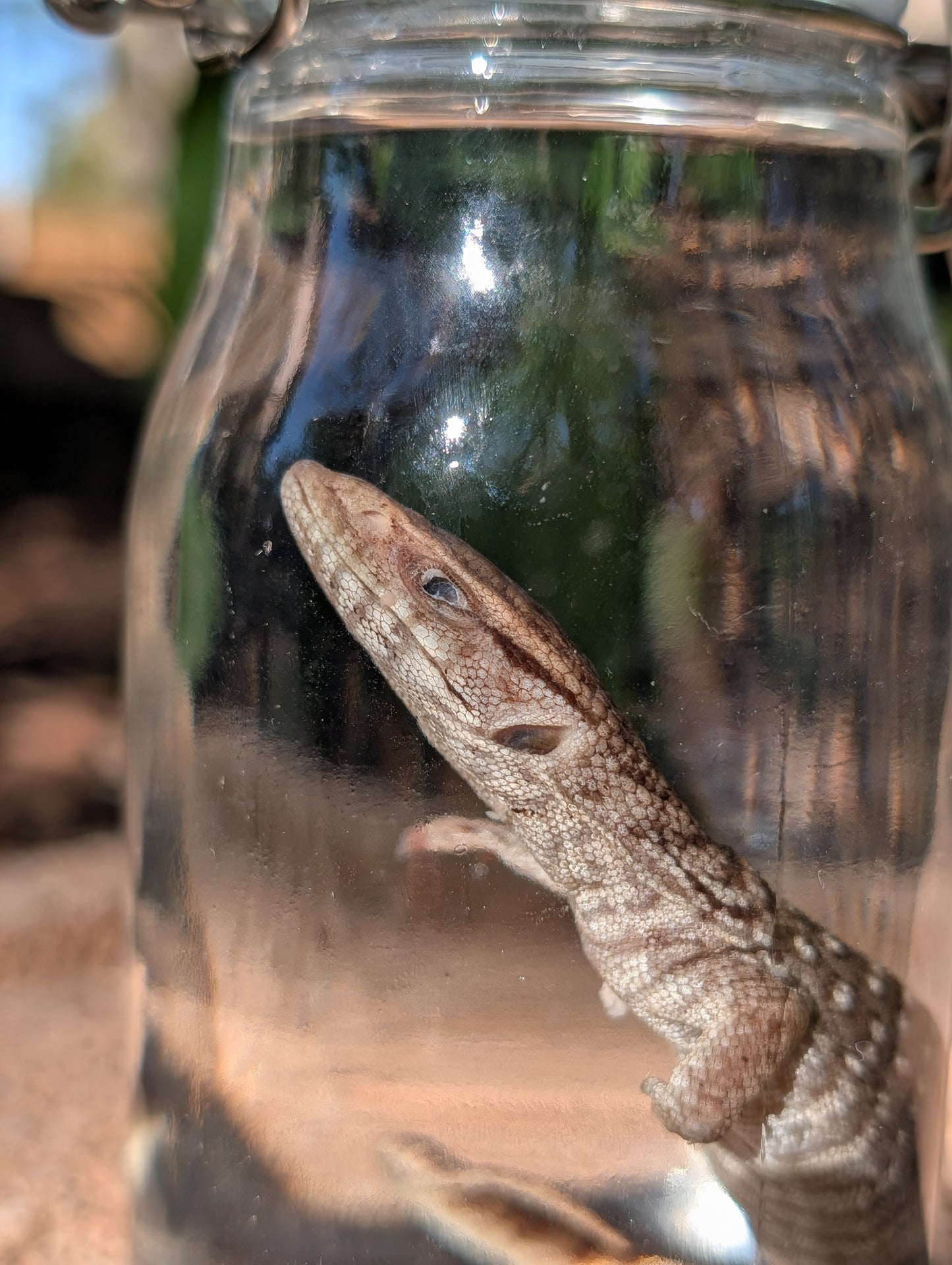 BABY MONITOR LIZARD #1 - WET SPECIMEN