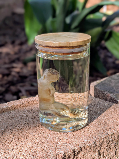 LEOPARD GECKO - WET SPECIMEN
