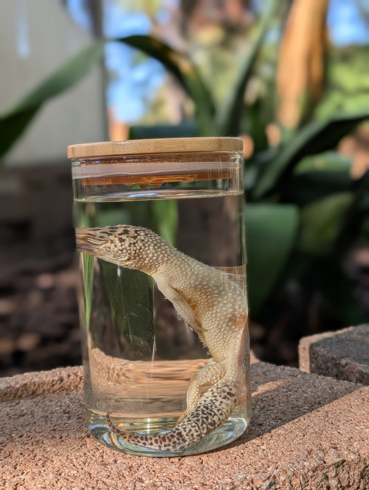 LEOPARD GECKO - WET SPECIMEN
