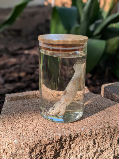 LEOPARD GECKO - WET SPECIMEN