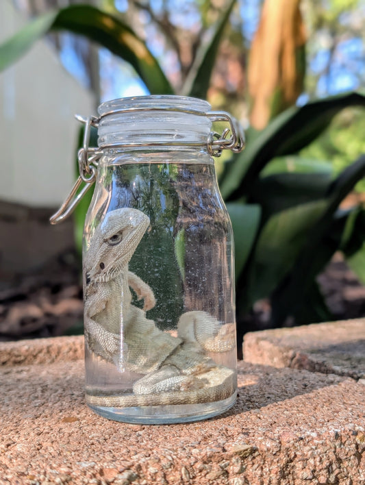 SMALL BEARDED DRAGON #2 - WET SPECIMEN