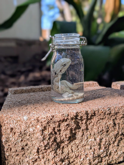 SMALL BEARDED DRAGON #2 - WET SPECIMEN