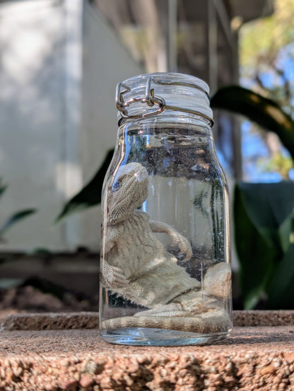SMALL BEARDED DRAGON #2 - WET SPECIMEN