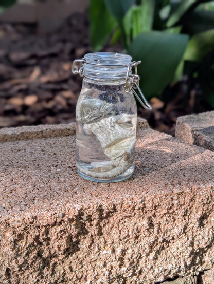 SMALL BEARDED DRAGON #2 - WET SPECIMEN