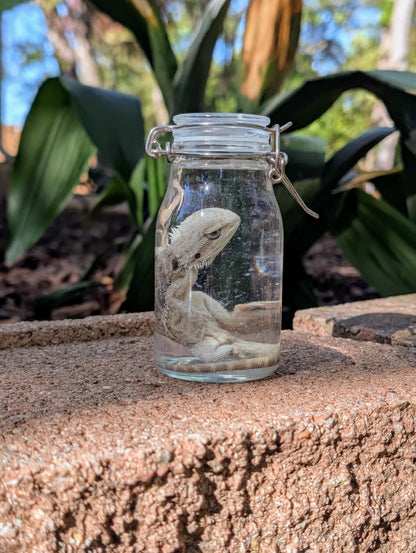 SMALL BEARDED DRAGON #2 - WET SPECIMEN
