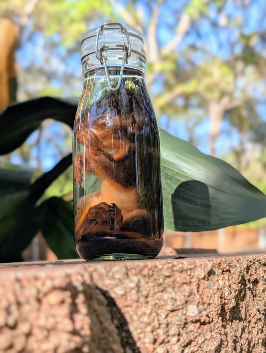 JUVENILE SQUIRREL - WET SPECIMEN