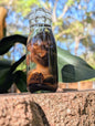 JUVENILE SQUIRREL - WET SPECIMEN