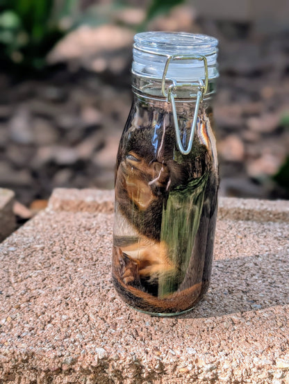 JUVENILE SQUIRREL - WET SPECIMEN
